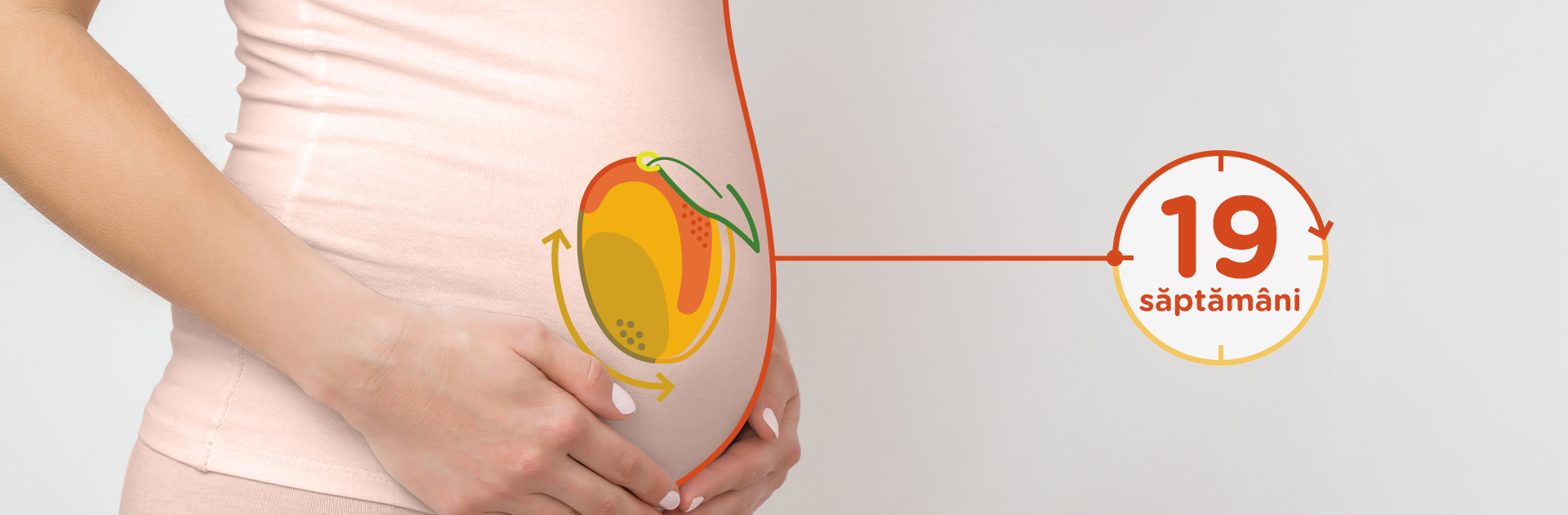 Bebelusul in Saptamana 19 de sarcina fruct: mango