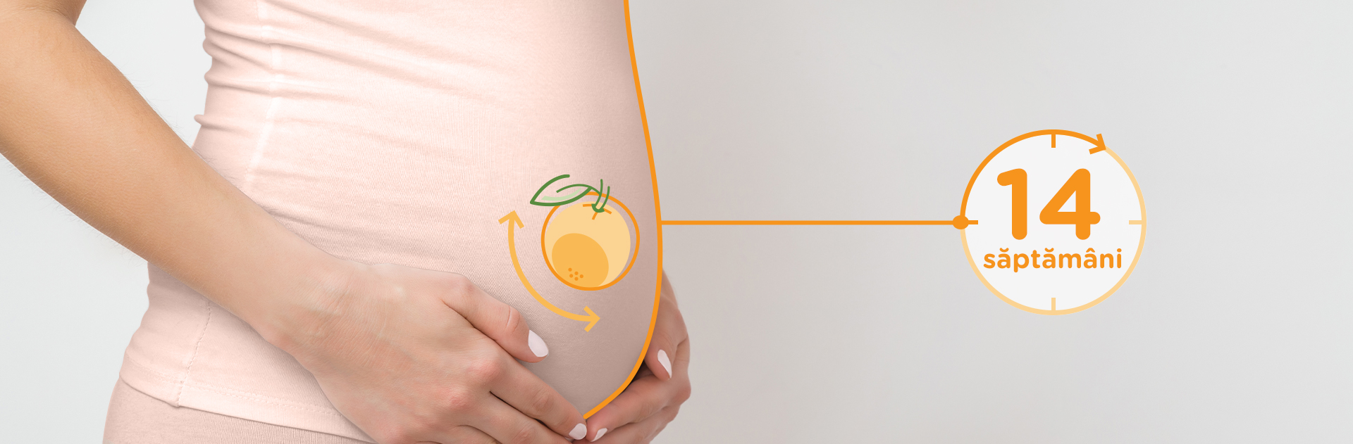 Bebelusul in Saptamana 14 de sarcina fruct: portocala